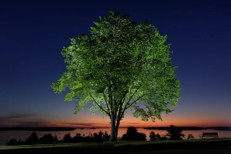 The disease that decimated American elms could help bring them back